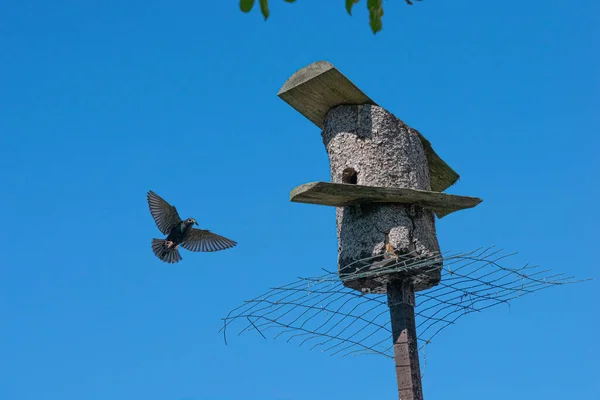 Gündüz vakti mavi gökyüzüne karşı kuş yuvası üzerinde uçmakta olan Starling