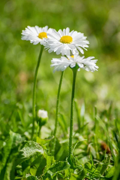 Yazın papatya çiçekli yeşil çimen