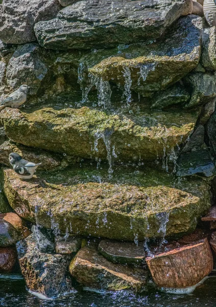 Arka plandaki bahçe gölündeki taşlardan su dökülüyor.