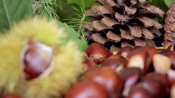 Chestnuts Pinecones Autumnal Composition Soft Change Focus — Stockvideo
