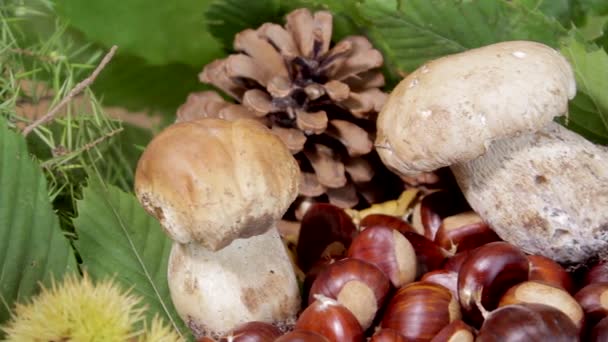 Jamur Dan Kastanye Dalam Komposisi Musim Gugur Makanan Sehat Vegetarian — Stok Video