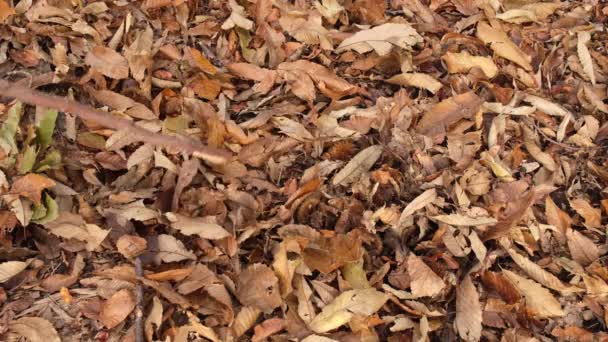 Searching Opening Chestnut Shell Autumn Foliage — Vídeo de Stock