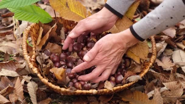 Mâinile Femeii Într Coş Răchită Castane Frunze Frunze Toamnă Jurul — Videoclip de stoc