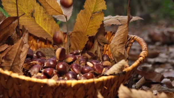 Chestnuts Falling Wicker Basket Chestnut Autumn Forest Autumn Foliage Leaf — Stock Video