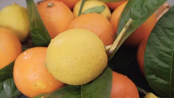 Cítricos Limón Naranja Cerca Colorido Grupo Saludable Frutas Mixtas Alimentos — Vídeos de Stock