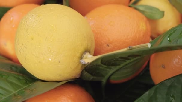 Limão Citrinos Laranja Grupo Saudável Colorido Frutas Mistas Alimentos Vitamina — Vídeo de Stock