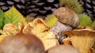 Boletus mushrooms in autumnal composition. Foliage and pinecones in the background. Ready for cooking. Delicious mushroom. Typical Mediterranean seasonal food.