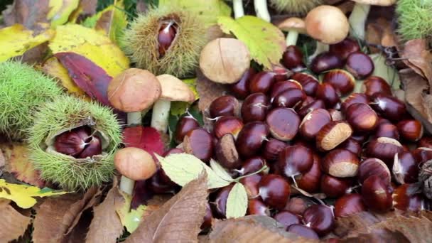 Autumn Composition Mushrooms Chestnuts Autumnal Foliage Leaves Natural Organic Vegetarian — Stock Video