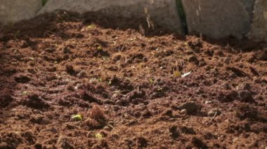 Farmer seeding in organic agriculture cultivation, placing seed in farm slow motion