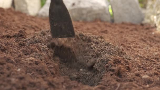 Farmer Using Trowel Hoe Preparing Ground Organic Agriculture Cultivation Hoeing — Video Stock