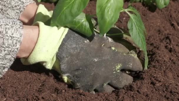 有機栽培農業で苗野菜を植える 畑の農家の手の植物 女性の手 — ストック動画