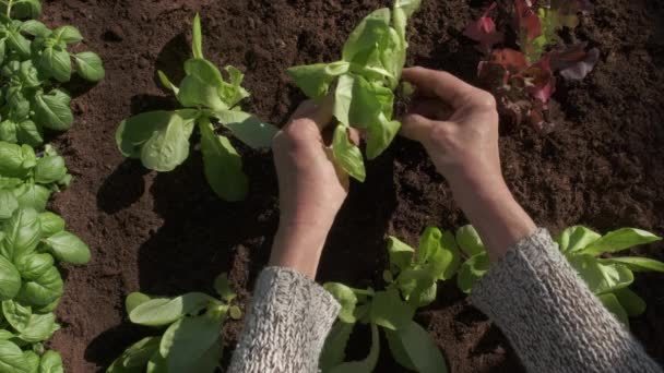 Plantering Plantgrönsaker Ekologisk Odling Jordbruk Jordbrukare Kvinna Hand Grönsak Växt — Stockvideo