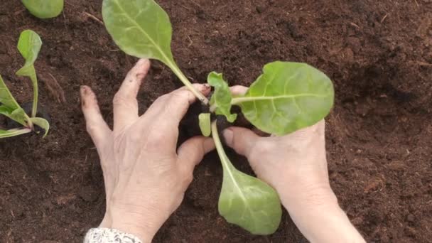 Ekologiskt Jordbruk Odling Kvinna Händer Plantera Plantor Mangold Växt Grönsaker — Stockvideo