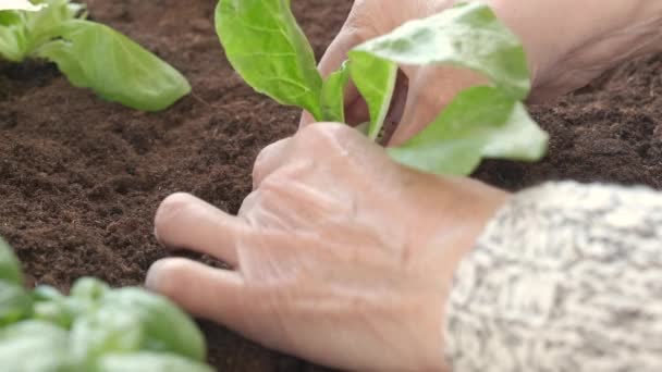 Trädgårdsgrönsaker Plantering Grönsaker Ekologisk Odling Jordbruk Jordbrukare Kvinna Hand Växt — Stockvideo