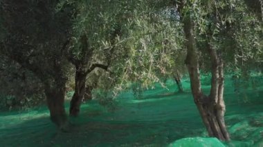Zeytin ağaçları tarım. Organik tarım. Akdeniz yemekleri. Zeytinyağı malzemesi. Kırsal kesimde hasat.