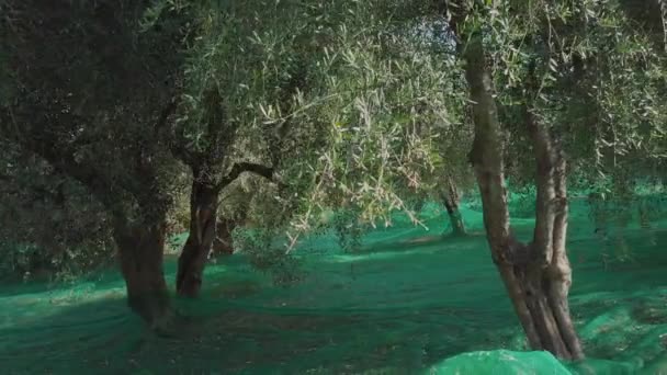 Agricultura Măslinilor Cultivarea Organică Mâncare Mediteraneană Ingredientul Uleiului Măsline Recoltarea — Videoclip de stoc