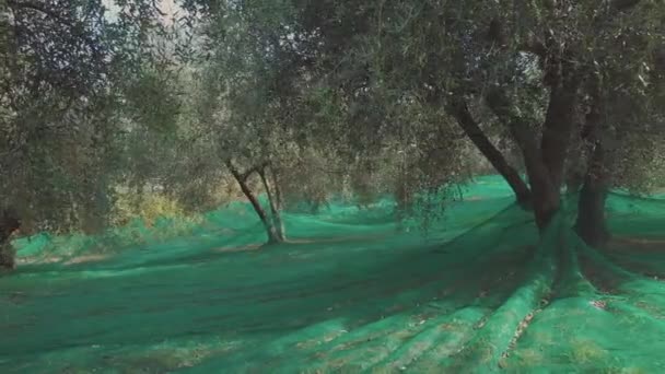 Olive Trees Agriculture Cultivation Farming — Stock Video