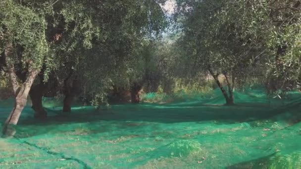 Ελαιόδεντρα Βιολογική Καλλιέργεια Αγροτική Γεωργία Μεσογειακό Φαγητό Ελαιόλαδο Συγκομιδή — Αρχείο Βίντεο