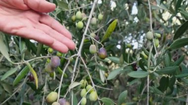 Kadın eli, ağaç dalından zeytin topluyor..