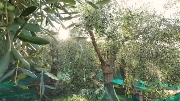 Drzewa Oliwne Uprawy Rolnictwa Słoneczny Dzień Oliwki Gotowe Zbioru — Wideo stockowe