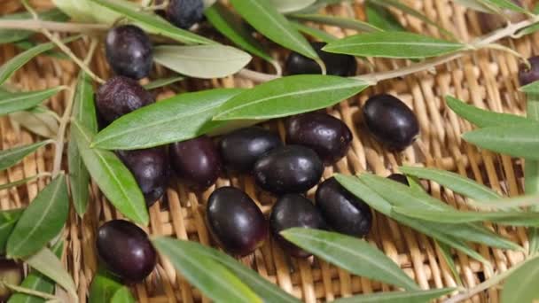 Olives Brutes Biologiques Feuilles Branches Après Récolte Prêtes Pour Huile — Video