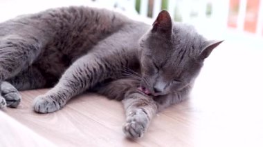 Tembel kara kedi kendini yıkıyor ve yalıyor. Sevimli bir hayvan. Yavaş çekim.