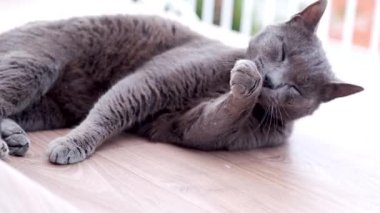 Şirin siyah kedi pençesini yalıyor ve dinleniyor. Tembel evcil hayvan kendini yıkıyor..