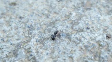 Karınca taş bir desen içinde koşuyor. Sonraki çekim makro.