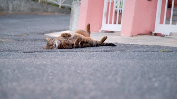 Kedi Esniyor Sokakta Yatıyor Evcil Hayvan Rahatlatıcı — Stok video