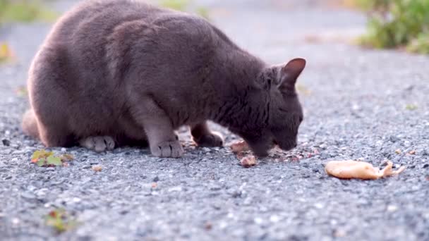 Streunende Schwarze Katze Frisst Fleisch Von Einem Knochen Auf Der — Stockvideo