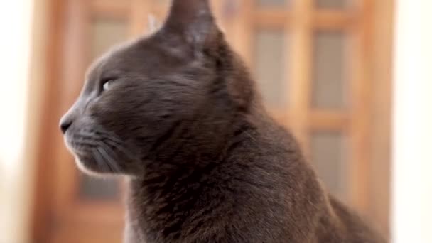 Curioso Gato Negro Mirando Alrededor Grandes Ojos Mascota Doméstica Veces — Vídeo de stock