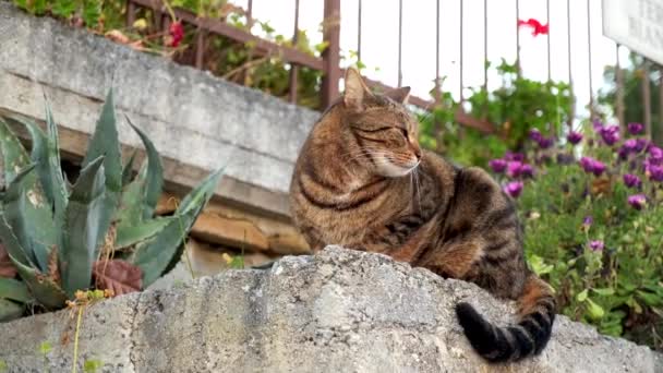 Кіт Озирається Розслабляється Іноді Дивиться Камеру — стокове відео