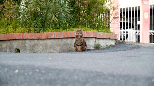 Sadık Kedi Sahibini Bekliyor Güzel Kedi Sokağa Bakıyor — Stok video