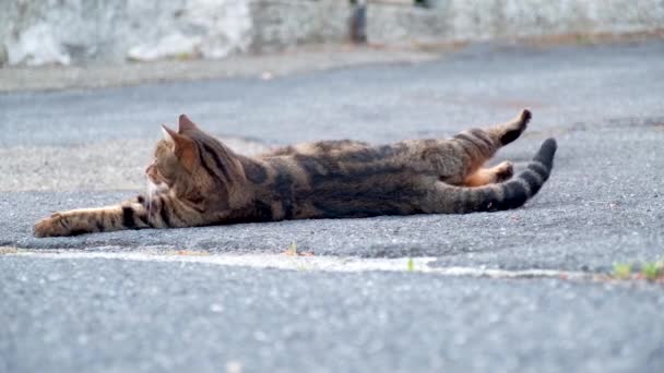 Kucing Malas Santai Dan Melihat Lihat Sekitar Jalan — Stok Video