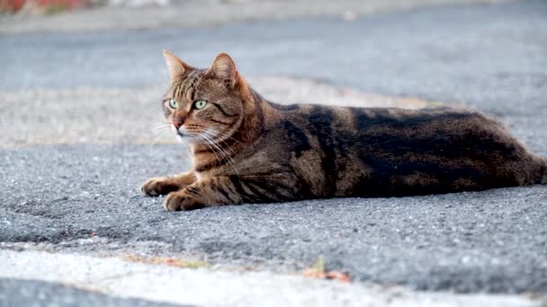 Mooie Huiskat Die Rondkijkt Nieuwsgierige Kat — Stockvideo