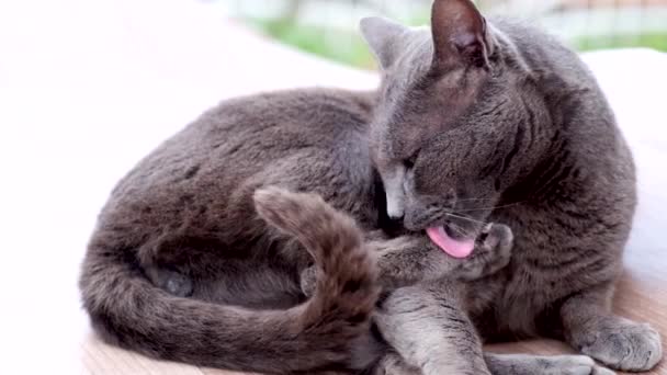 Adorabile Gatto Nero Carino Pigro Animale Domestico Lavarsi Leccare Zampa — Video Stock