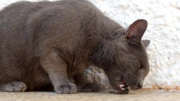 Kočičí Žrádlo Černý Kočičí Mazlíček Krysy Masožravec Zabiják Zbloudilý Kočičí — Stock video
