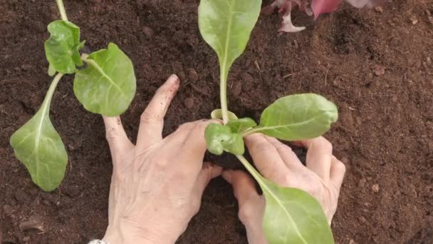 Bäuerin Pflanzt Mangold Gemüse Boden Gartenbau Biolandbau — Stockvideo