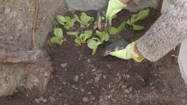 Landwirt Legt Handschuhe Und Pflanzt Salatgemüse Heimischen Garten — Stockvideo