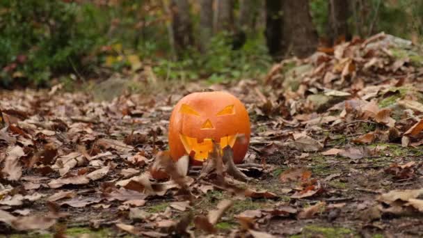 Horreur Effrayant Visage Citrouille Halloween Dans Forêt Automne Feuillage Feuilles Séquence Vidéo