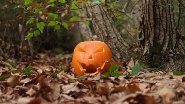 Sonbahar ormanında korkunç Cadılar Bayramı balkabağı suratı. Her yerde yapraklar var. Karanlıkta sırıtan ve parlayan Jack 'O Lantern suratı. Sonbahar yeşilliği.