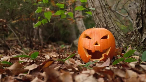 Horreur Effrayant Visage Citrouille Halloween Dans Forêt Automne Feuillage Feuilles Clip Vidéo