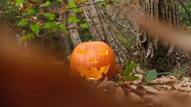 Sonbahar ormanında korkunç Cadılar Bayramı balkabağı suratı. Her yerde yapraklar var. Karanlıkta sırıtan ve parlayan Jack 'O Lantern suratı. Sonbahar yeşilliği.