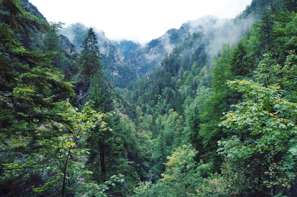 Alpen orman — Stok fotoğraf