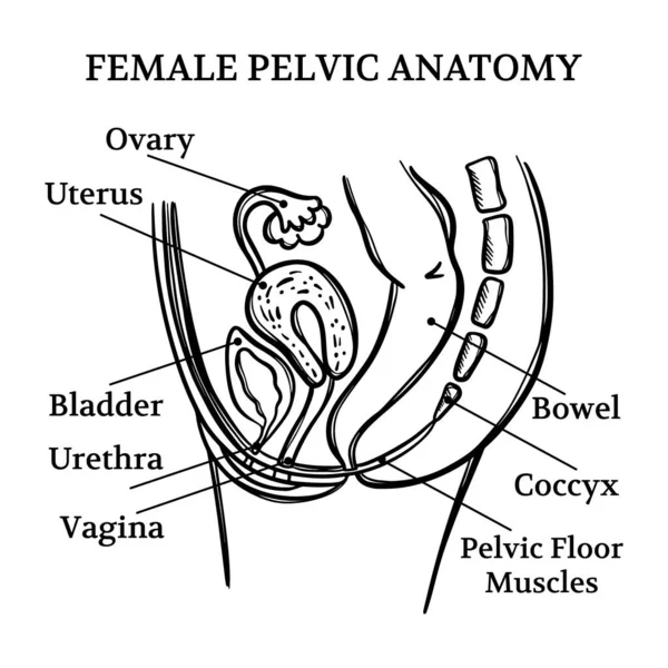 Female Pelvic Anatomy Monochrome Allmän Diagram Med Förklarande Text För — Stock vektor