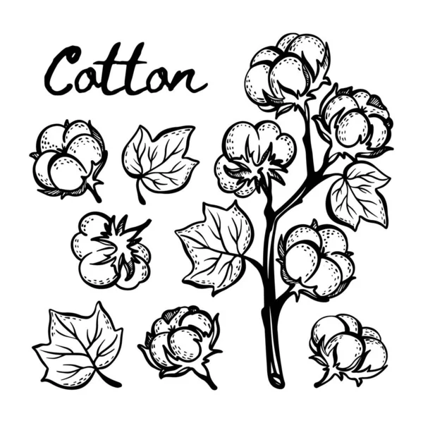 Cotton Monochromatický Náčrt Větví Boll Listy Rostlin Bílém Pozadí Ročním — Stockový vektor