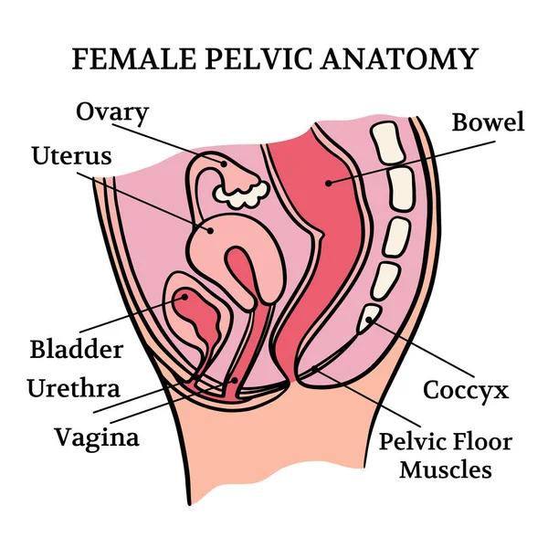 Diagrama Geral Anatomia Sanitária Pelvícula Feminina Com Texto Explicativo Para — Vetor de Stock