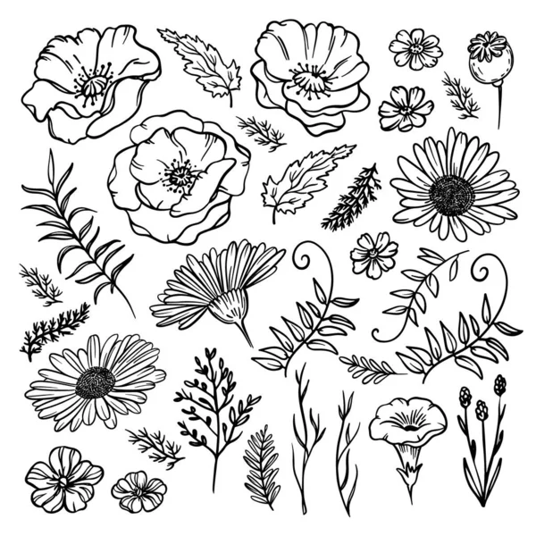 Wildflower Sketch Floral Monocromático Com Poppy Camomile Bell Flower Grama —  Vetores de Stock