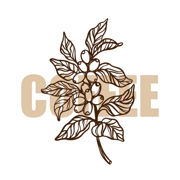 Coffee Branch Outline Design Adesivos Rótulos Para Loja Orgânica Produtos — Vetor de Stock