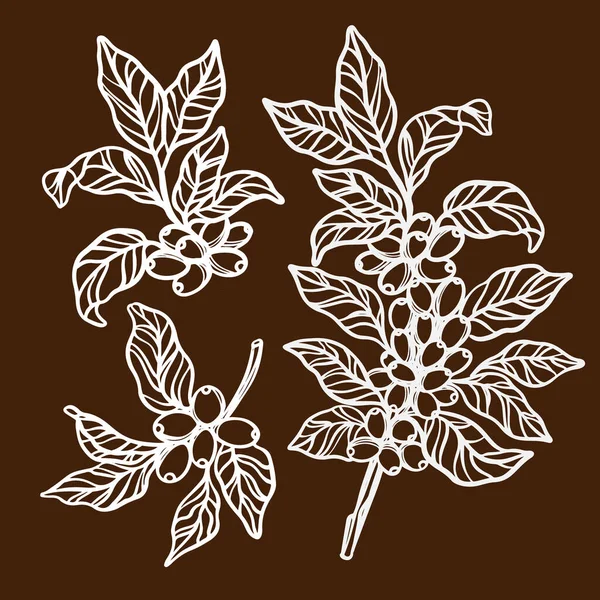 Coffee Sketch Style Branch Coffee Tree Leaves Berries Brown Background — 스톡 벡터
